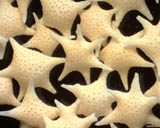 Japon - le d'Hatoma - Star Sand - Grains tris : foraminifres Baculogypsina sphaerulata